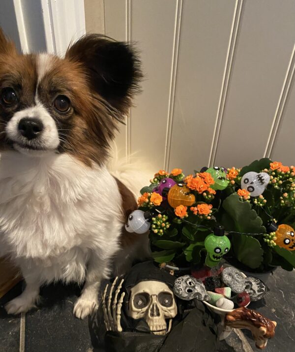 HALLOWEEN HELG OG SPRANG! 24.-26. Oktober 2025
