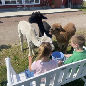 Nyhet! Gårdsleir – en dag på gården i påsken 2026